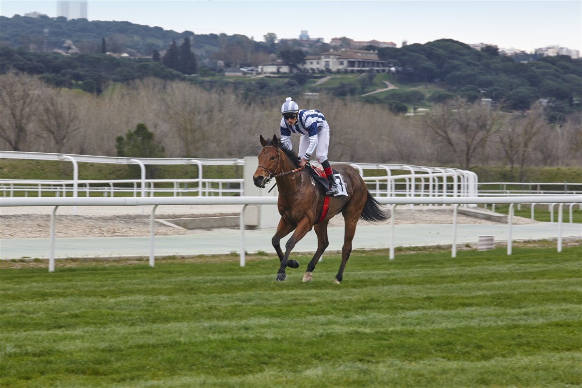 les courses hippiques